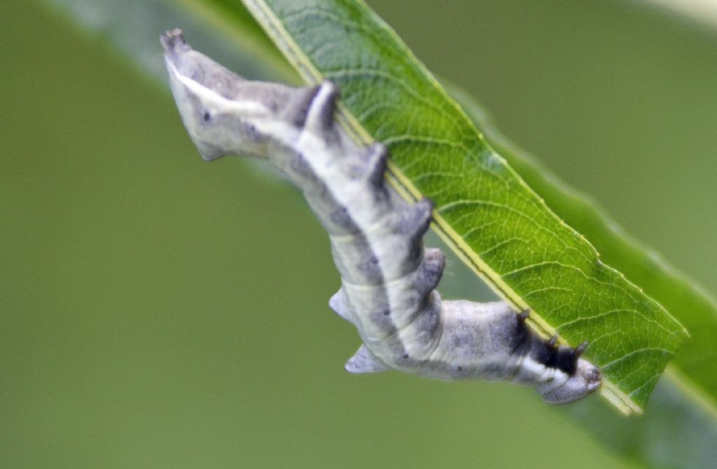 Larva id.